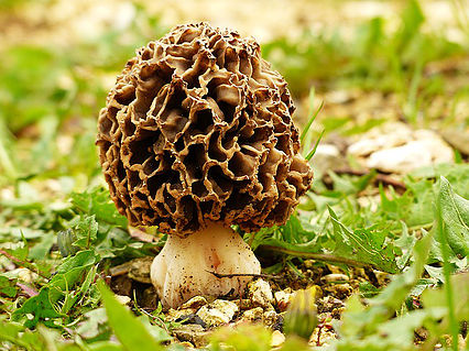 mushroom mushroom